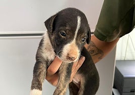 Uno de los cachorros rescatados este martes en el barranco de Silva.