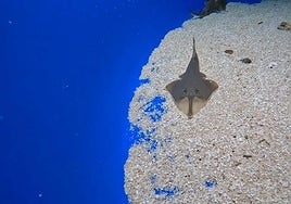Imagen de uno de los tiburones guitarra que han llegado al Loro Parque.