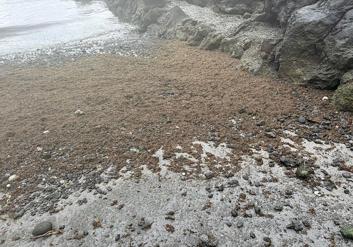 Acumulación de algas en la costa de Punta Mujeres.