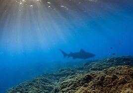 Imagen del tiburón solrayo avistado en el Mar de las Calmas, en El Hierro.