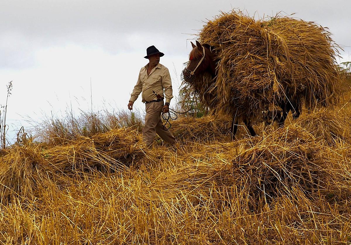 Trilla de grano en las cumbres de Gran Canaria.