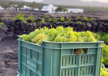 El Estado atiende la petición de Canarias de prohibir la introducción de uva de vinificación al archipiélago