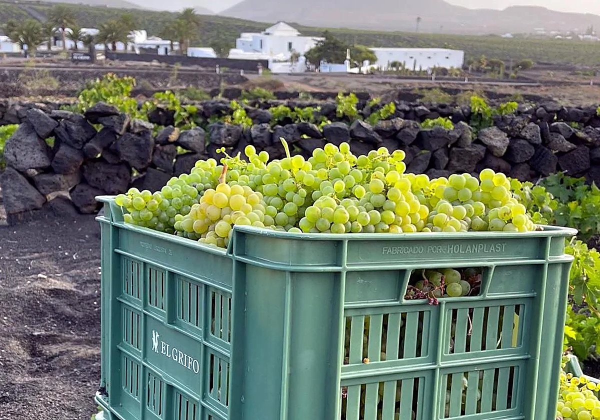 Imagen de una vendimia en Lanzarote.