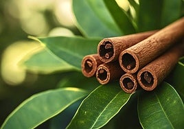 La canela, el oro marrón de tu despensa