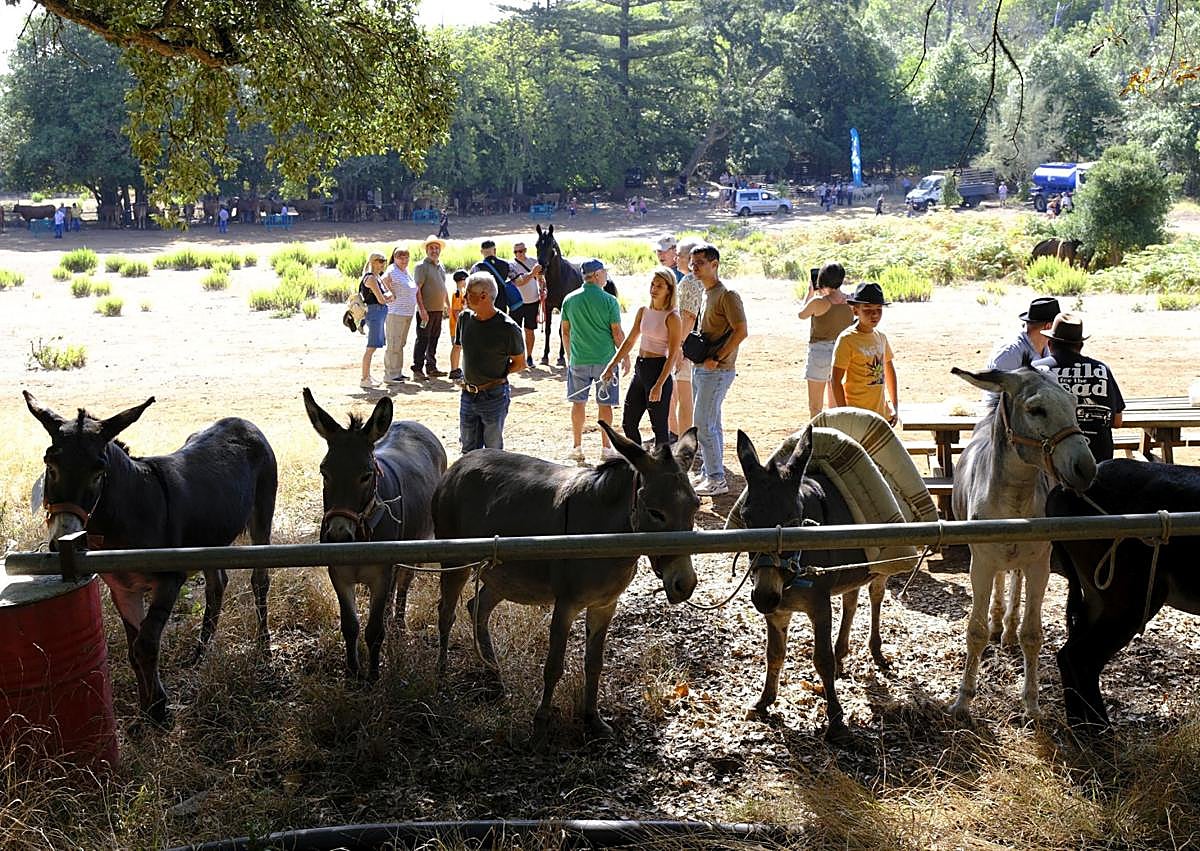 Imagen secundaria 1 - La Feria de Ganado brilla con fuerza