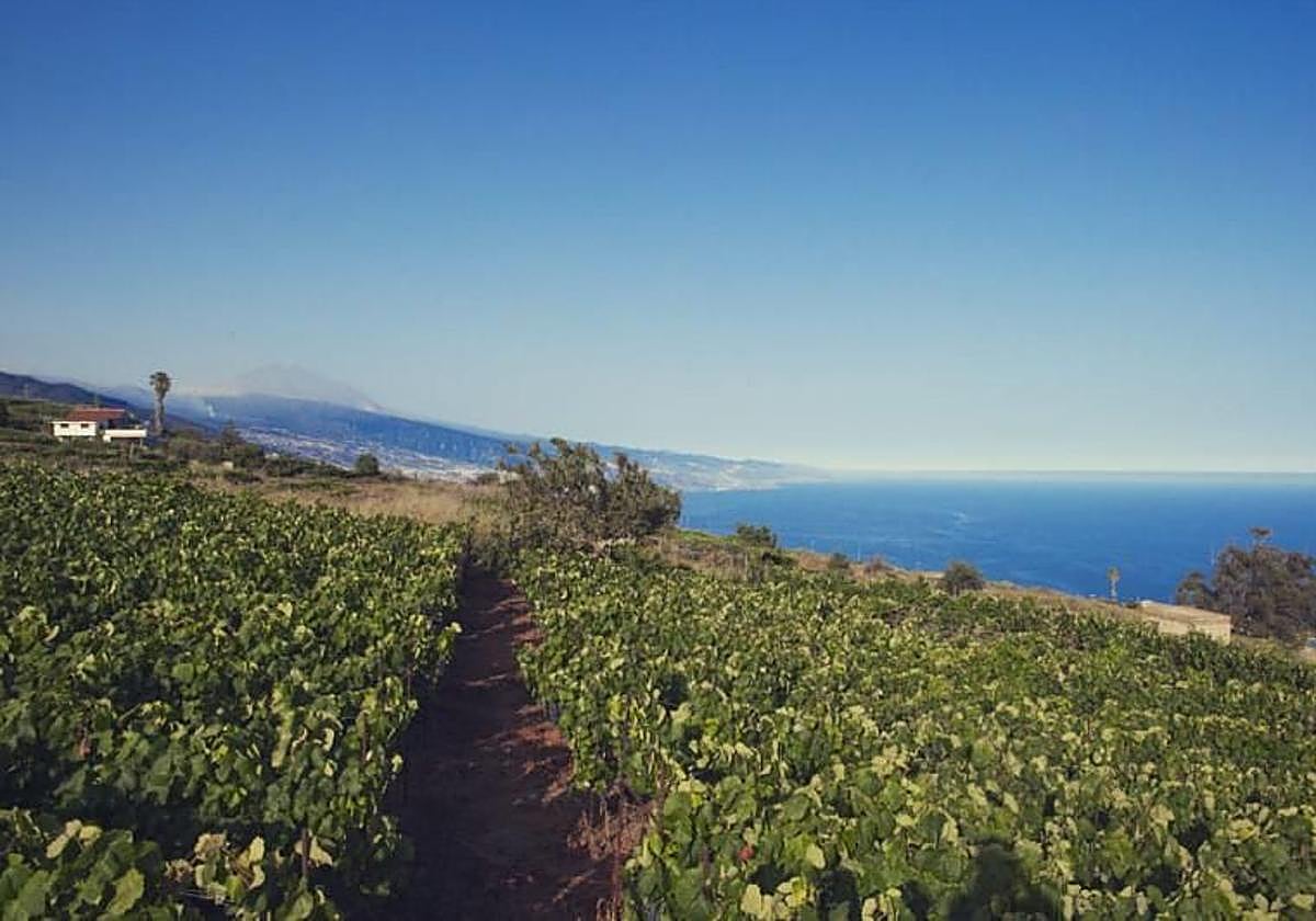 Viñedo en el Sauzal, Tenerife.
