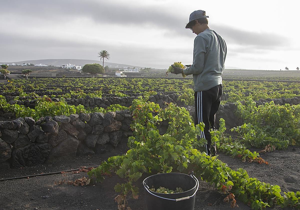 Recogida de fruta en una finca de La Geria, a finales del pasado mes de agosto.