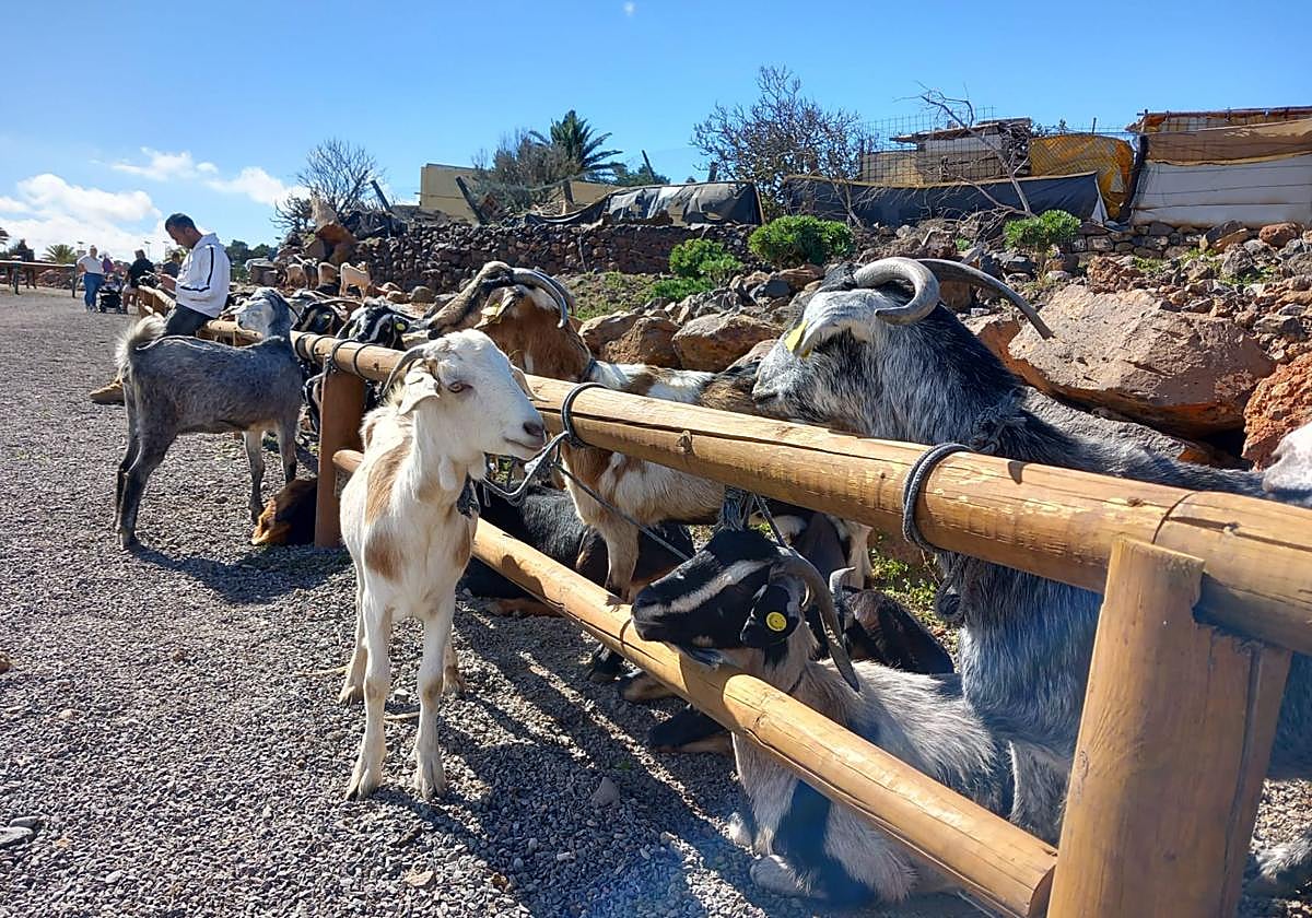 Imagen de archivo de una feria de ganado en Agüimes.