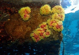 Ejemplares del coral naranja Tubastraea coccinea, procedente del Pacífico.