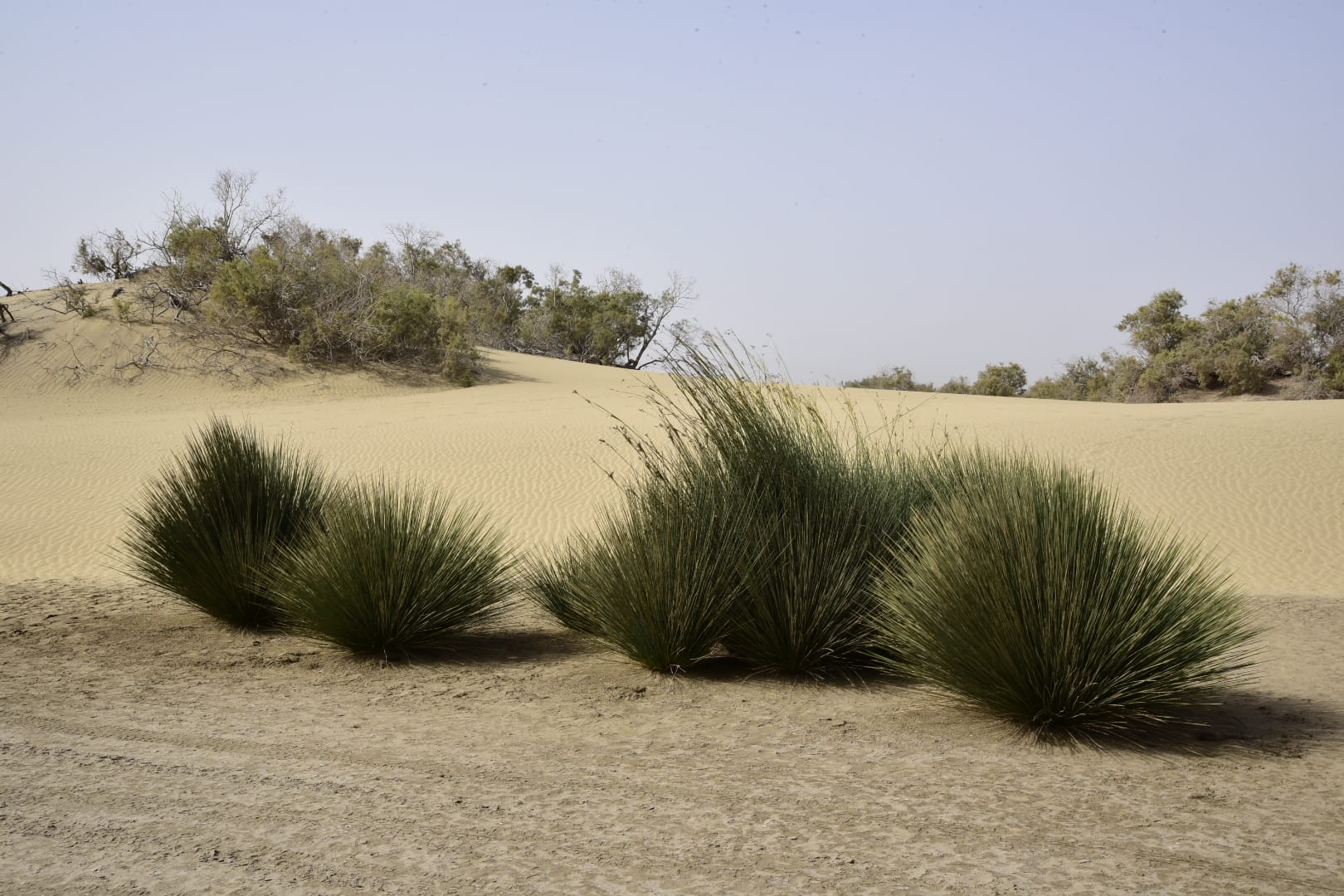 Despliegue de seguridad para proteger las dunas de Maspalomas