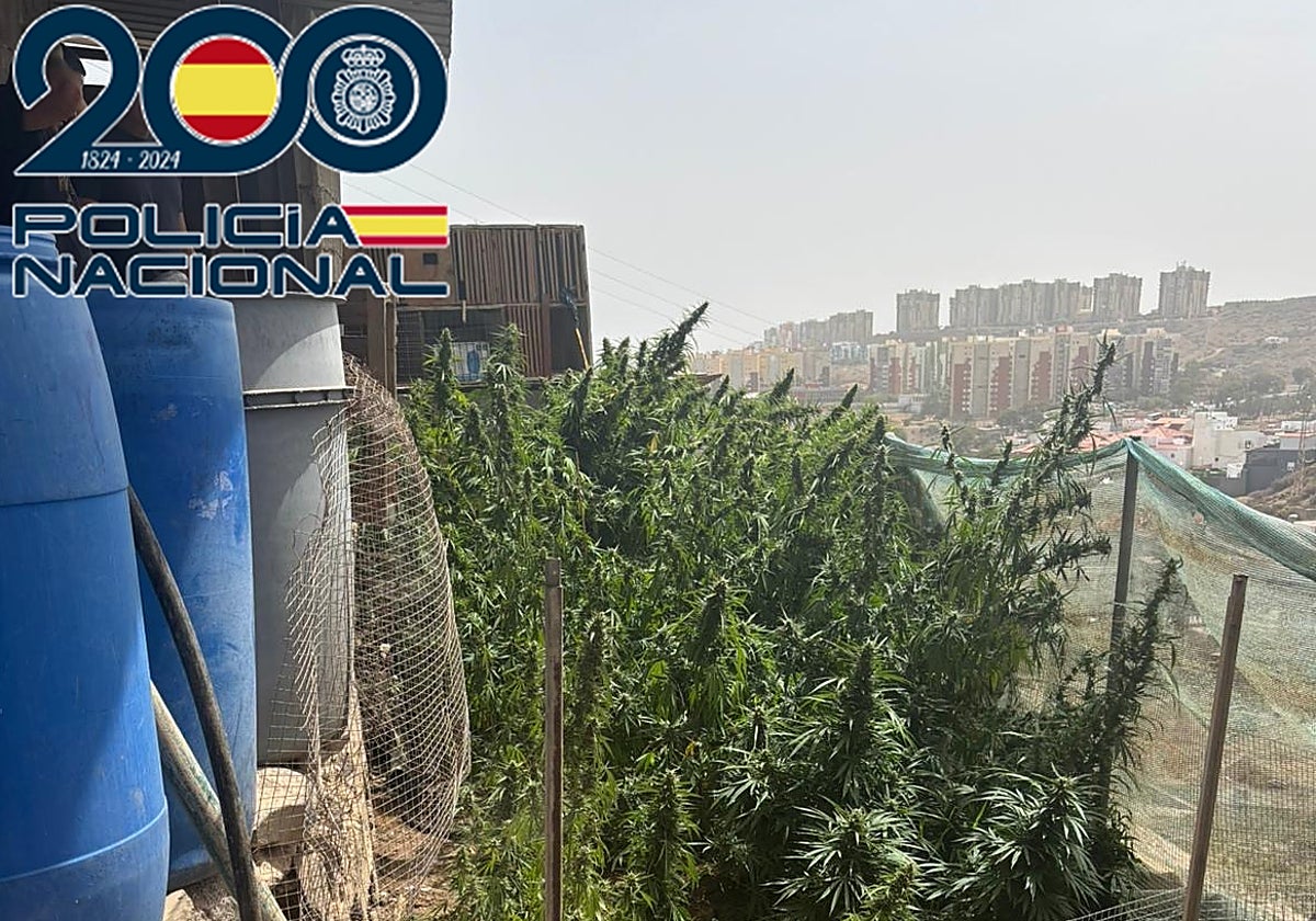 Imagen de la plantación de marihuana en una vivienda de Telde.
