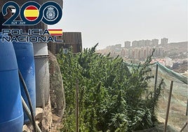 La Policía Nacional desmantela una plantación con 567 plantas de marihuana en Telde