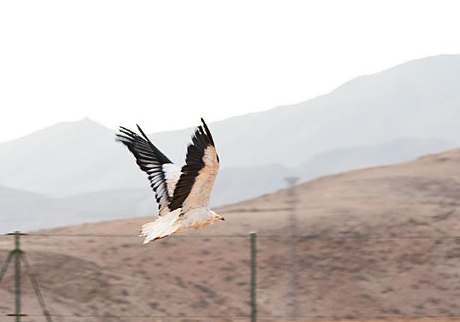 El ejemplar alza el vuelo en la zona donde se soltó esta semana.