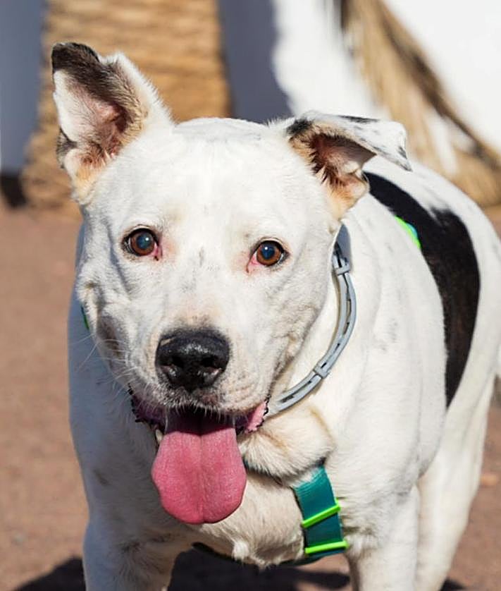 Imagen secundaria 2 - El perro más veterano del albergue encuentra familia tras más de tres años sin una visita