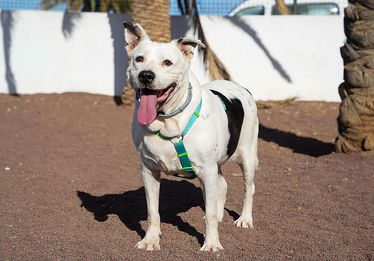 Venom juega en un pipican de Telde, exprimiendo su nueva vida.