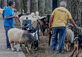 Imagen de ejemplares de ganado de la Feria de Valleseco.