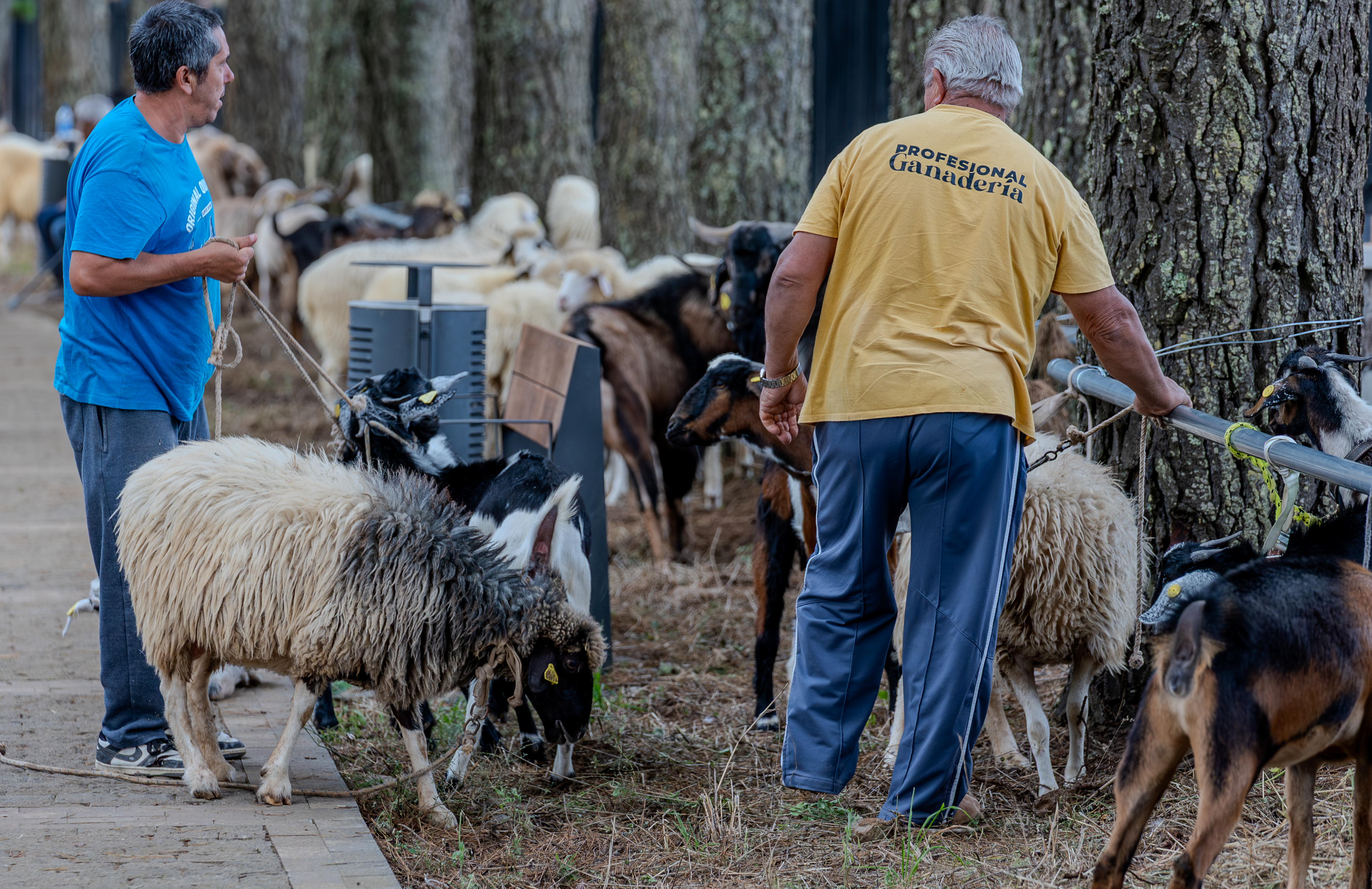 Imagen de ejemplares de ganado de la Feria de Valleseco.