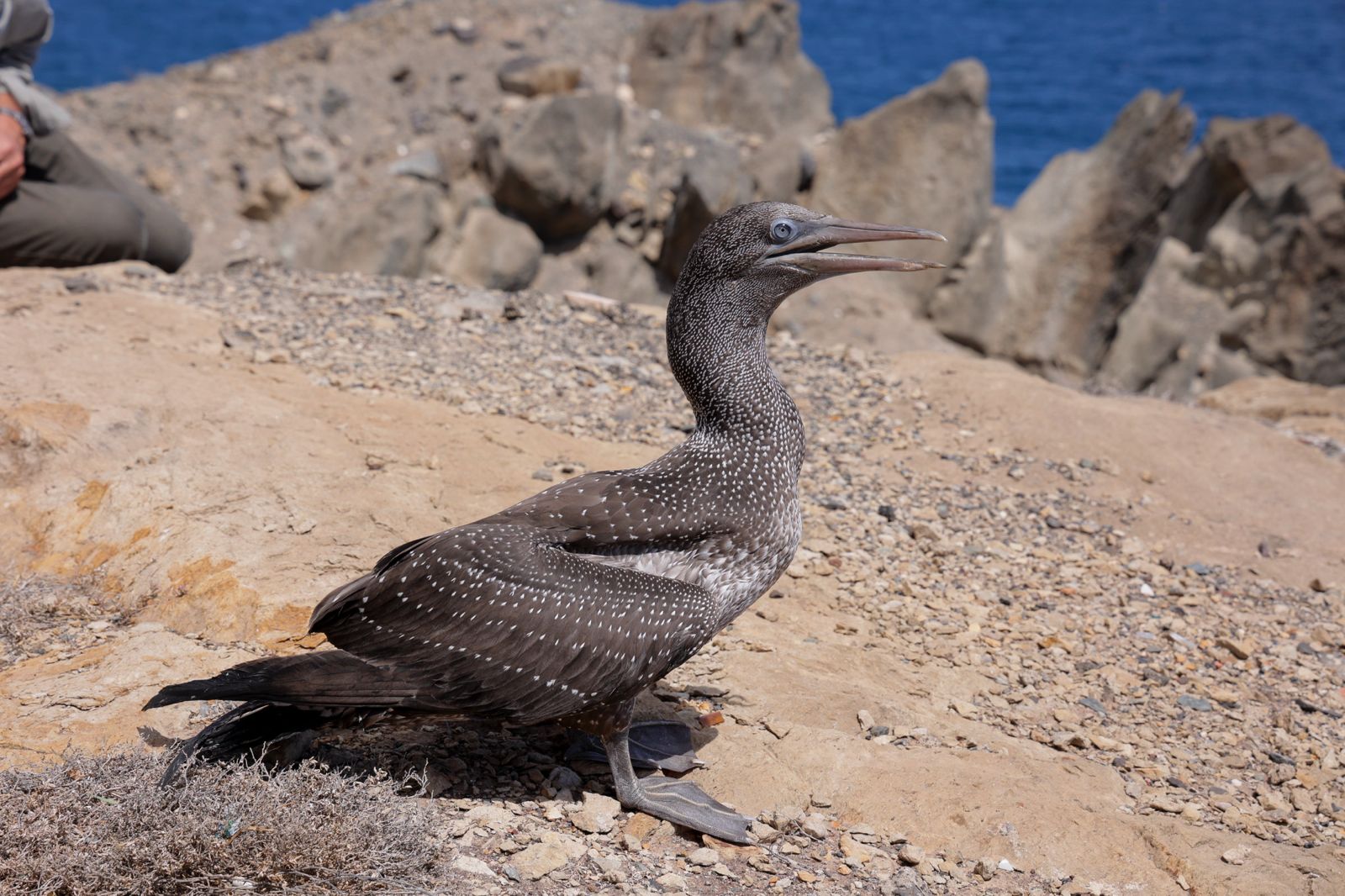 El alcatraz que resucitó a base de papillas