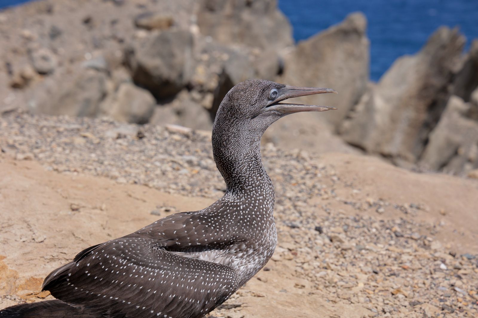 El alcatraz que resucitó a base de papillas