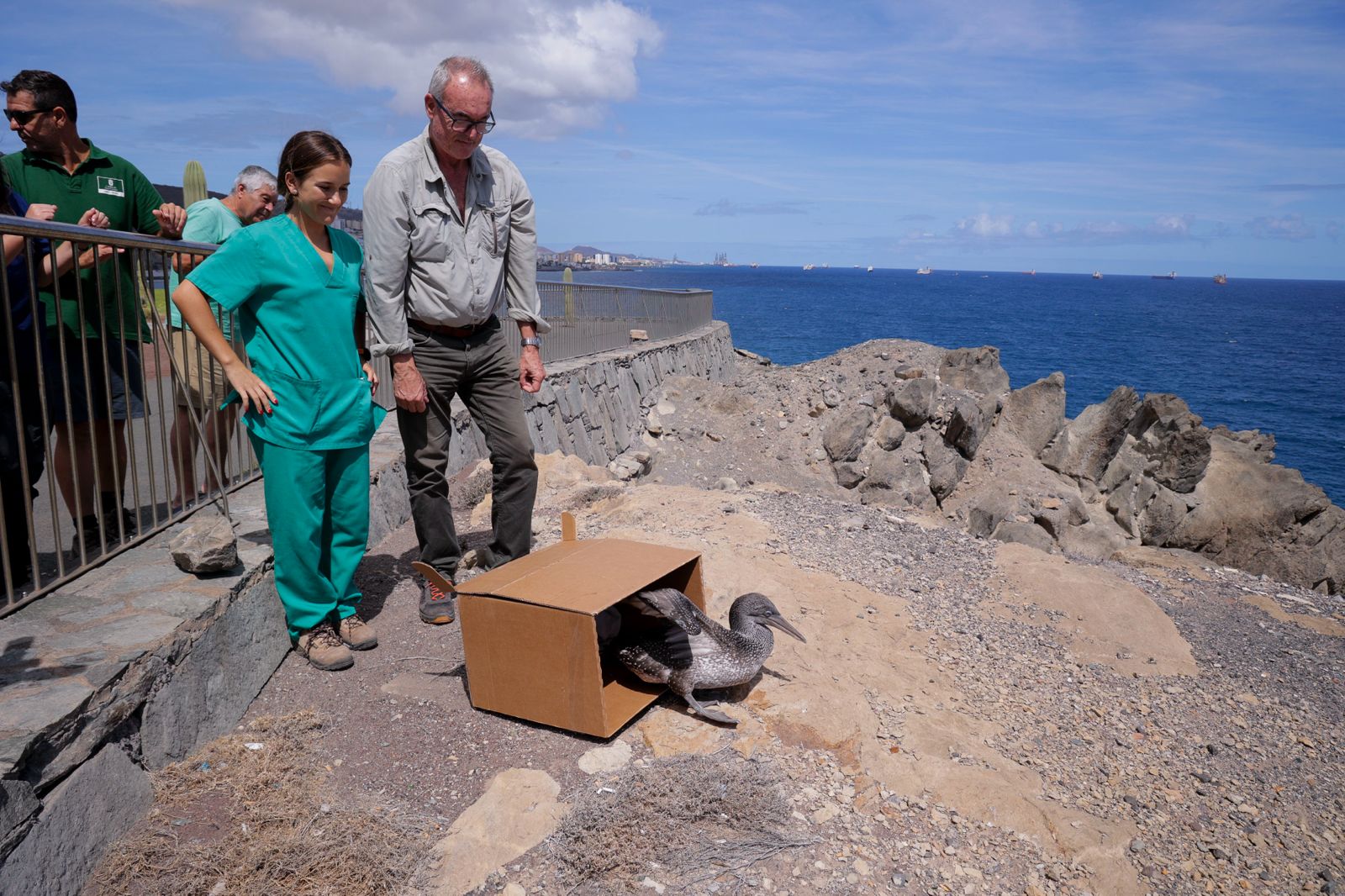 El alcatraz que resucitó a base de papillas