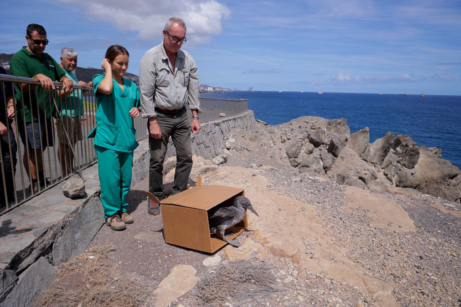 El alcatraz que resucitó a base de papillas