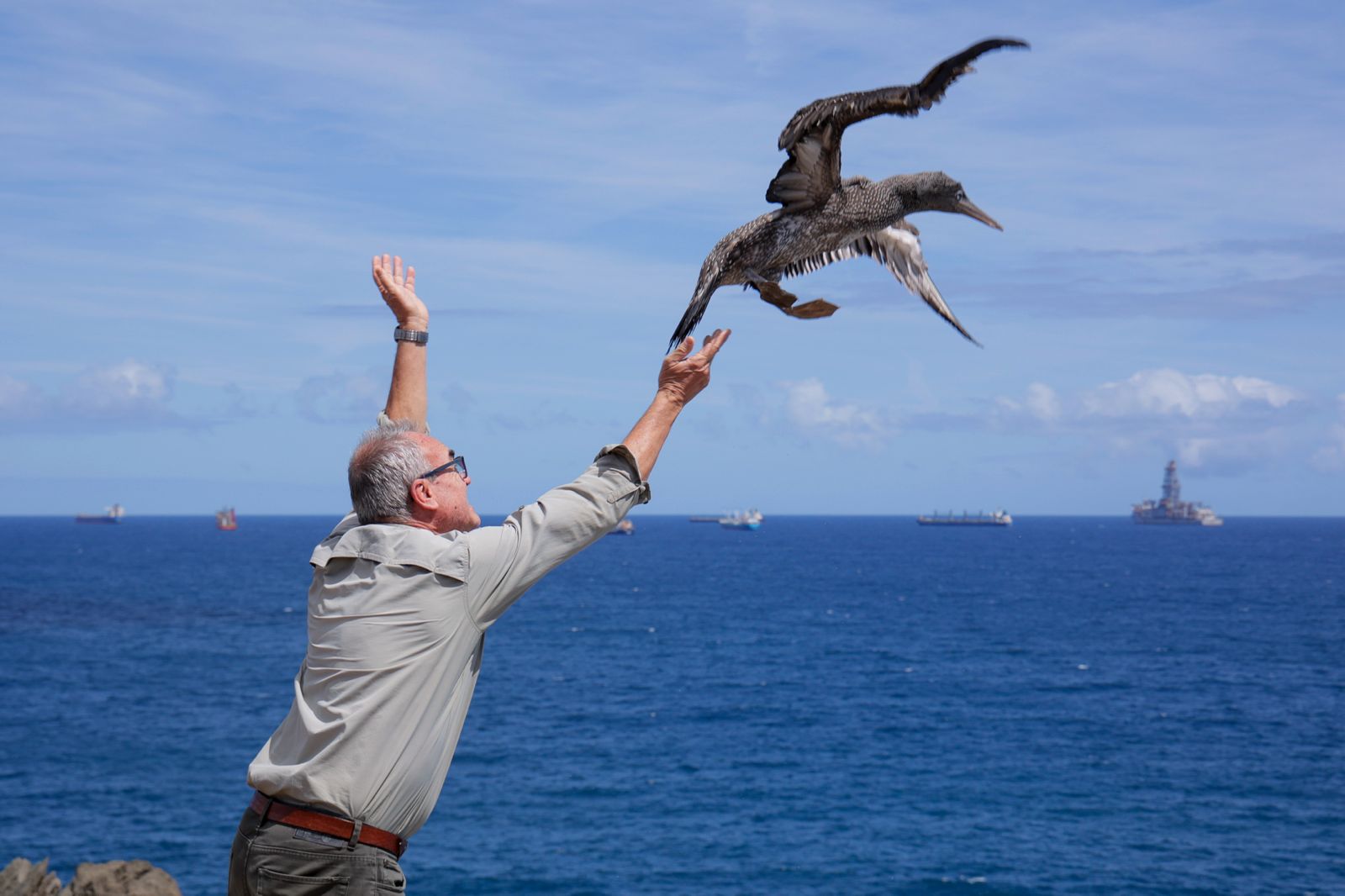 El alcatraz que resucitó a base de papillas