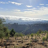 Proyecto de reforestación del Área Recreativa Monte Pavón.