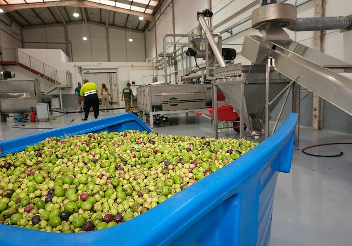Imagen principal - La almazara del Cabildo aún sigue funcionando con la variedad de aceituna verdial.
