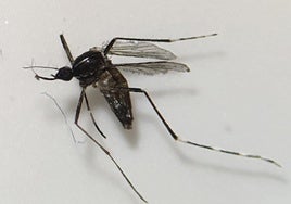 Ejemplar de mosquito Aedes albopictus.