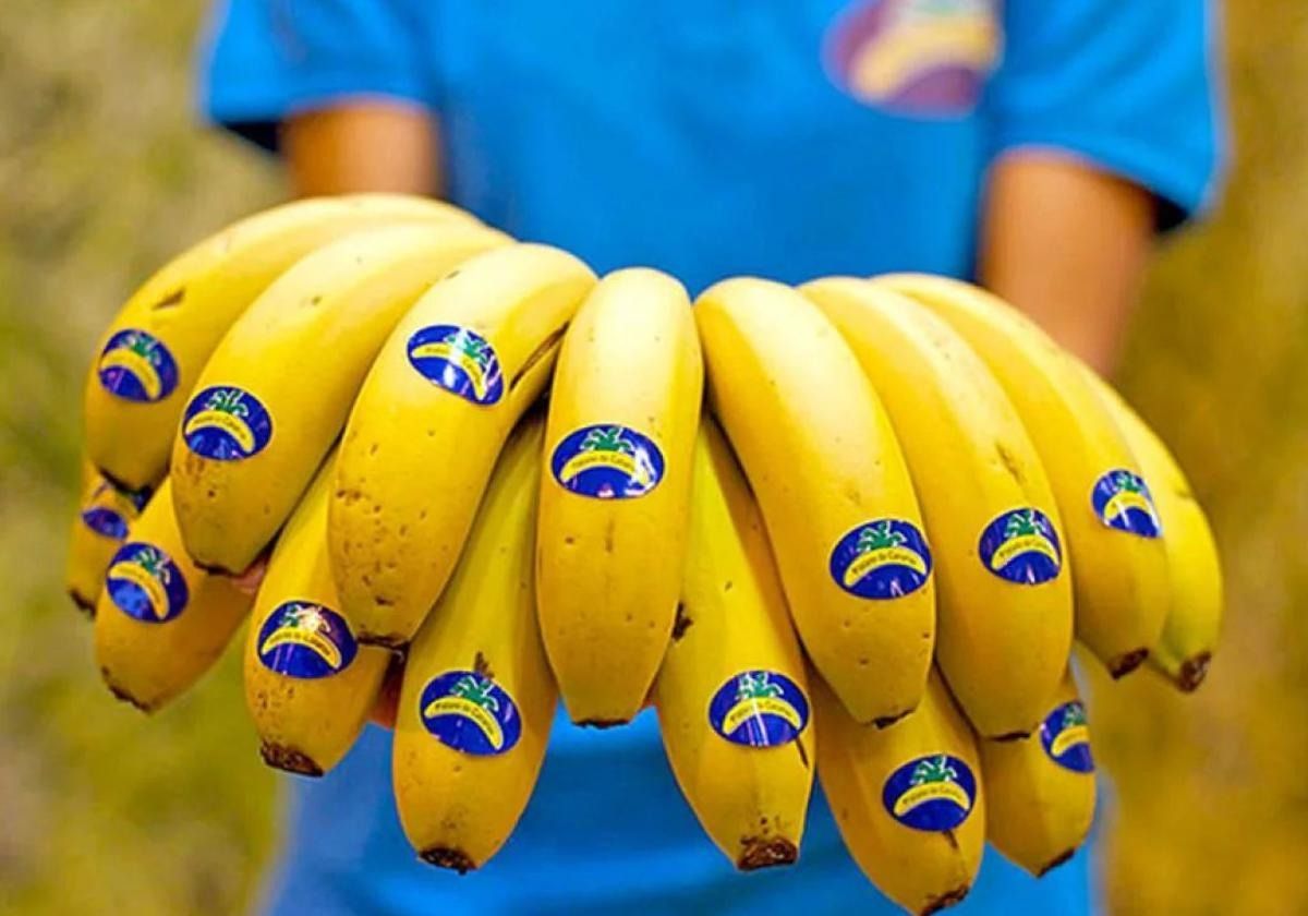 Foto archivo de Plátano de Canarias.