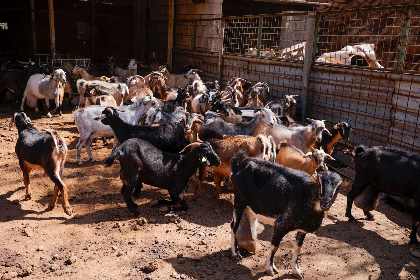 Idaira Hernández reivindica la importancia que tiene la figura de la mujer en el sector primario