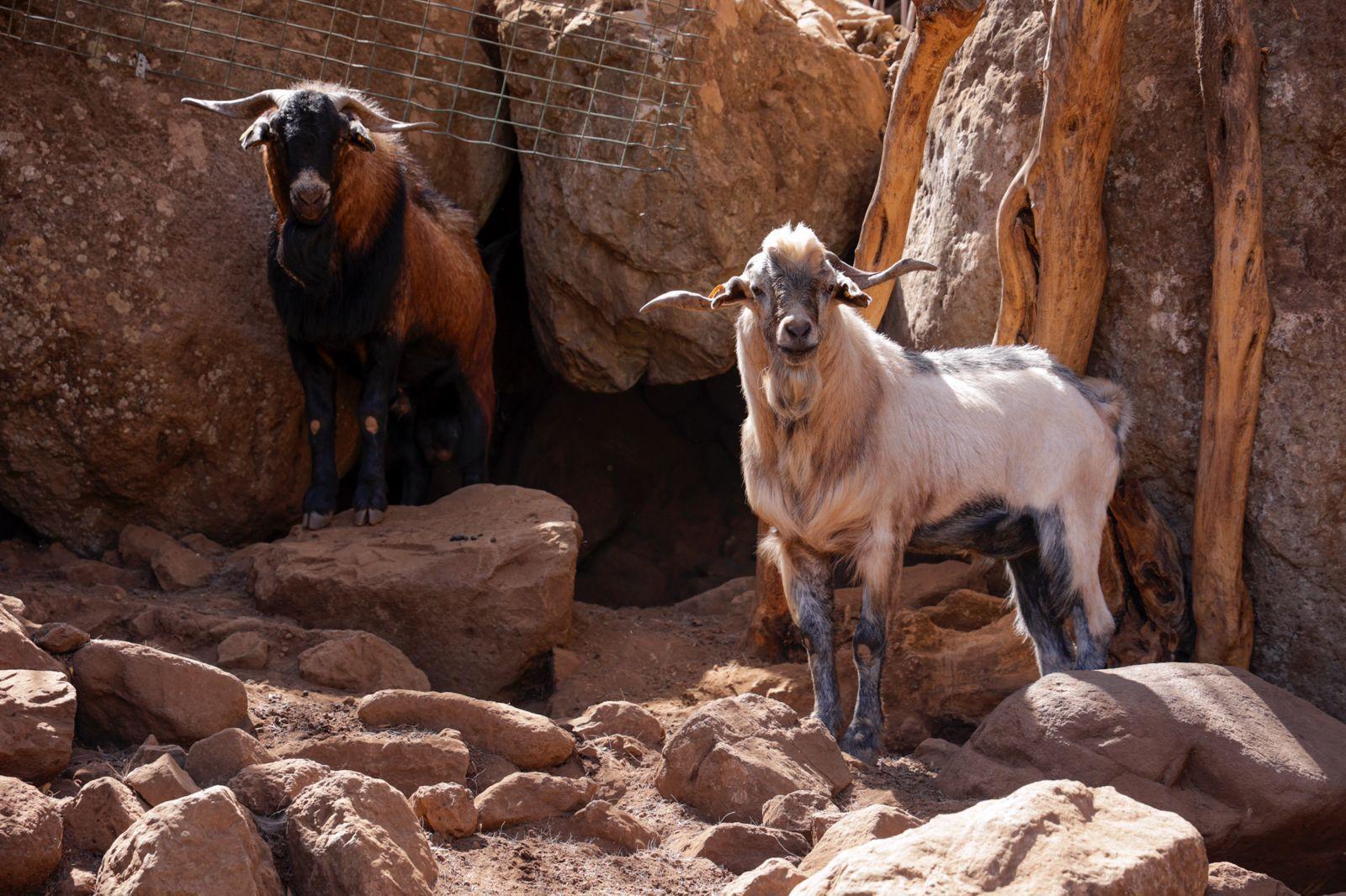 Idaira Hernández reivindica la importancia que tiene la figura de la mujer en el sector primario