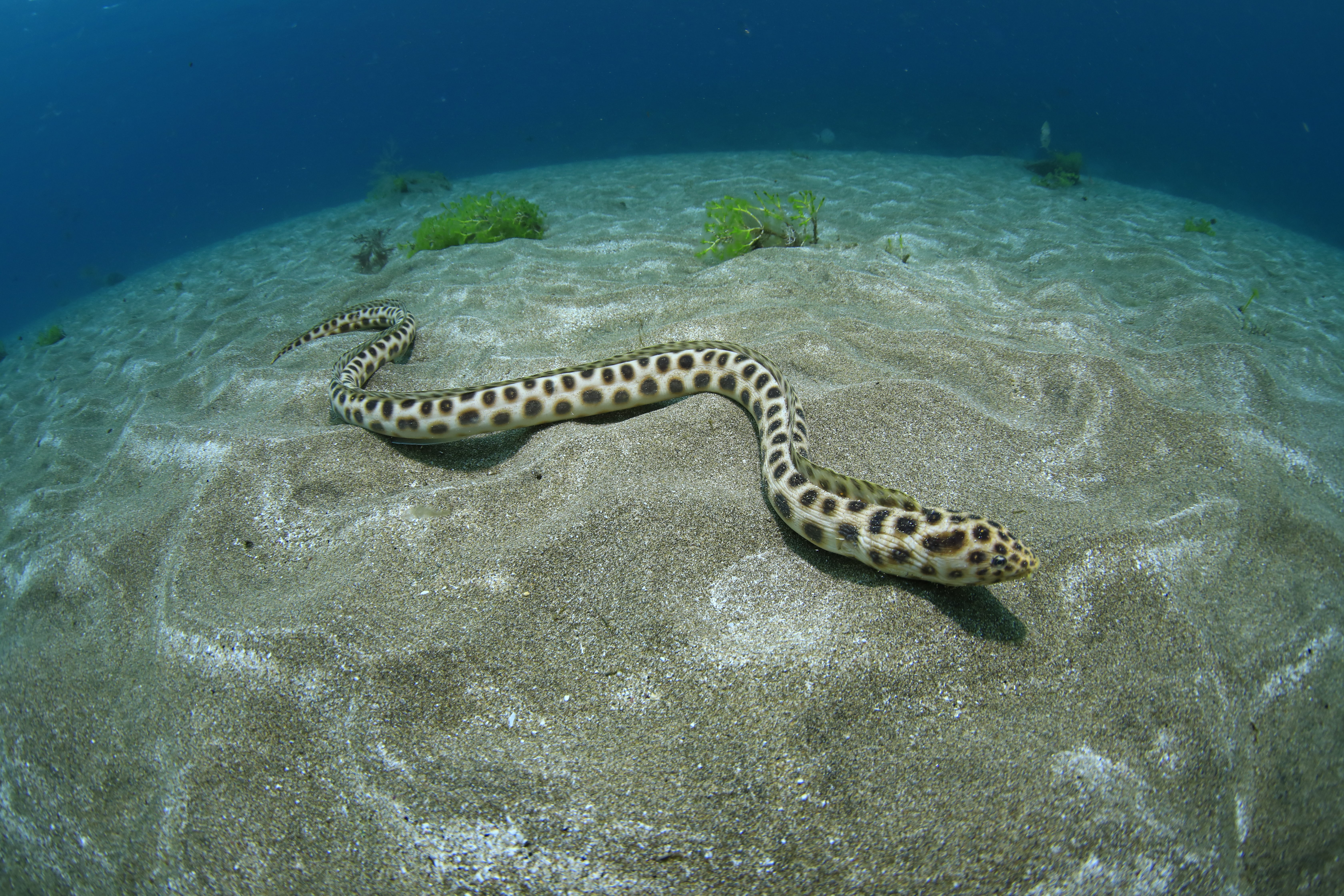 Carmelita desplazándose por los fondos de Las Canteras.