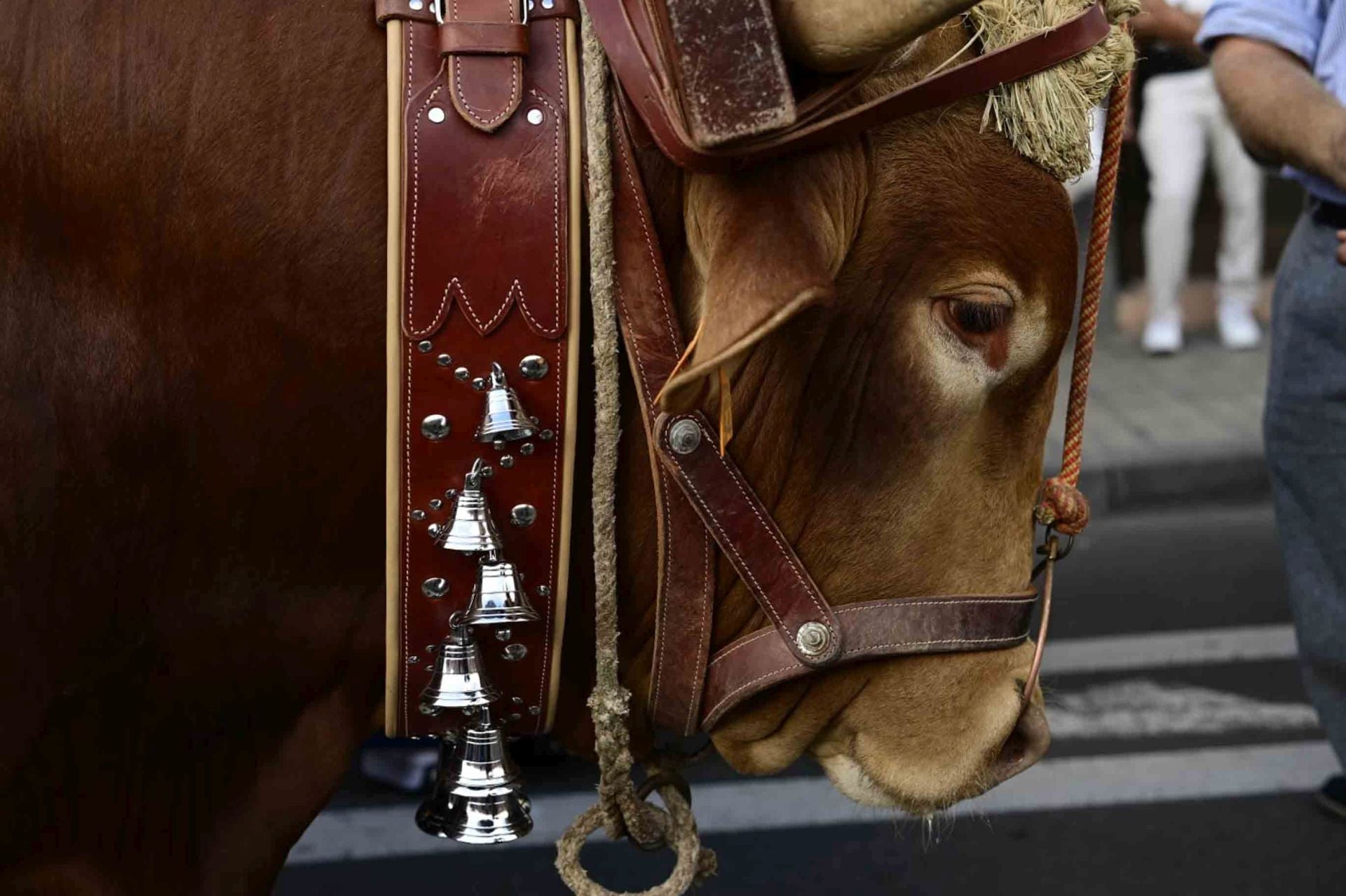 Guanarteme se viste de romería llena de color y tradición