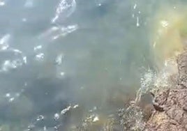 Imagen del vertido, facilitada por el Consistorio.