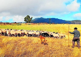 Un pastor acompañado de su perro conduce un rebaño de ovejas en las medianías.