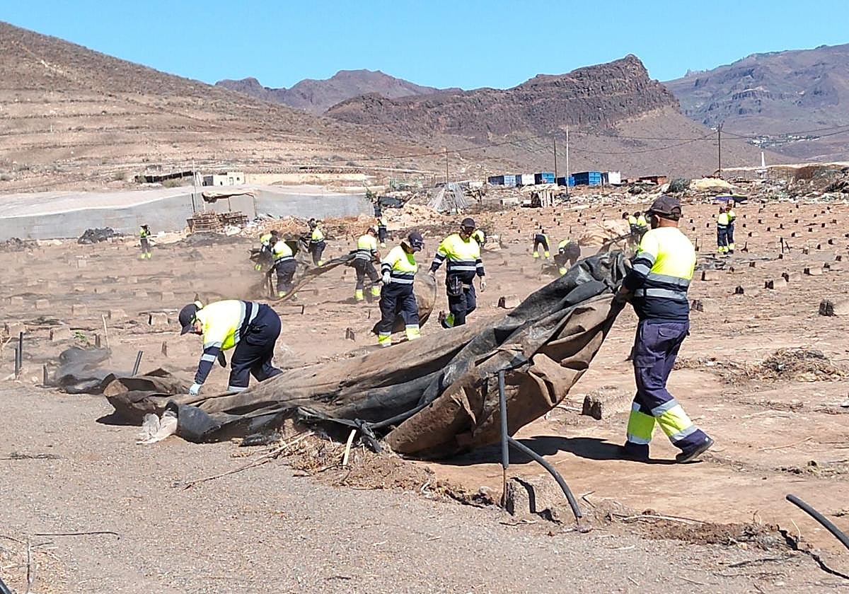 Limpieza de invernaderos abandonados durante el segundo plan que arrancó en junio.