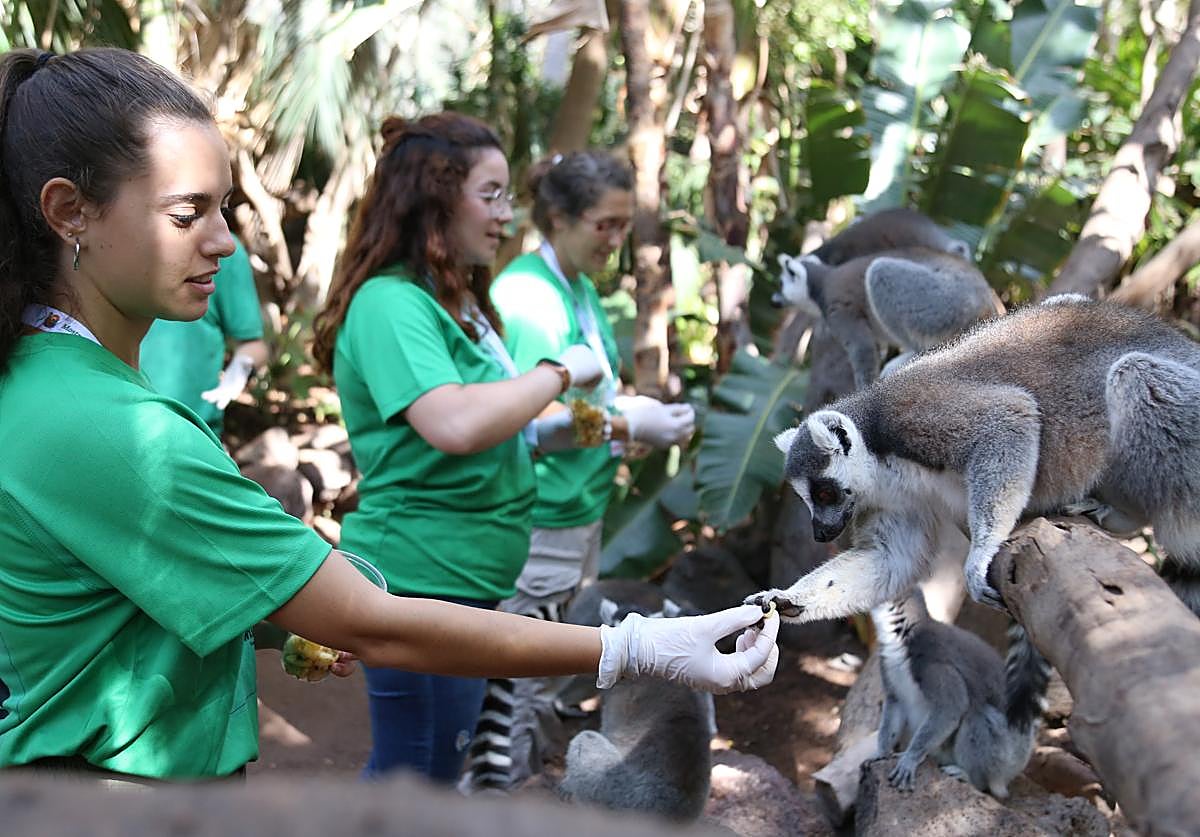 Imagen principal - Hora de la comida para los monos, loros y jirafas en otras ediciones del campamento en La Lajita.