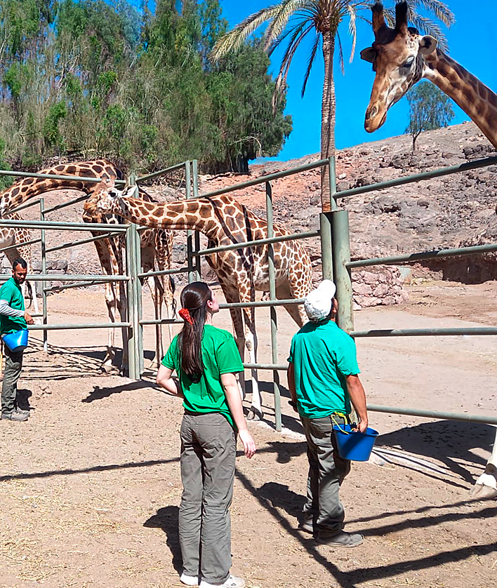 Imagen secundaria 2 - Hora de la comida para los monos, loros y jirafas en otras ediciones del campamento en La Lajita.