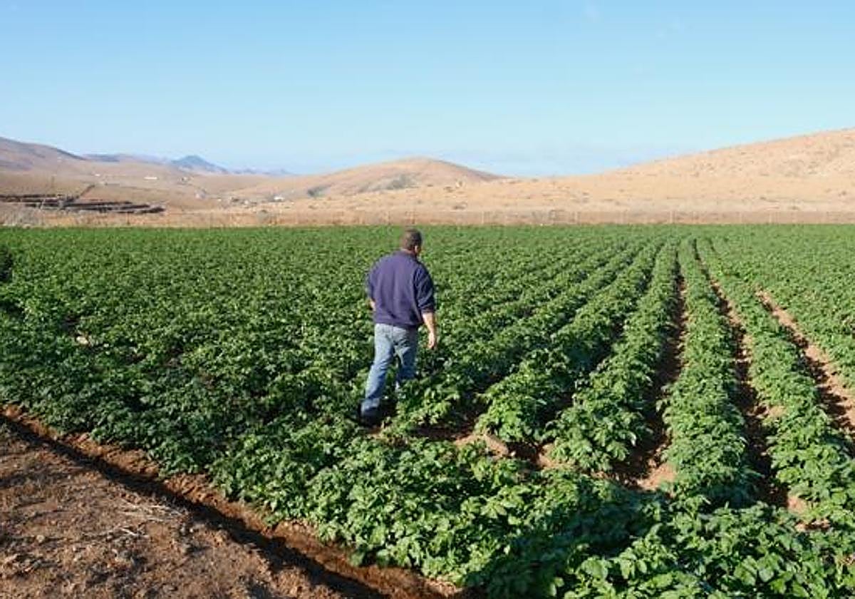 Cultivo de papas en gavias del cortijo de Tetuy, en Toto, en el municipio de Pájara.