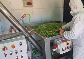 La almazara municipal de Agüimes muele 9 toneladas de aceitunas para producir aceite de alta calidad