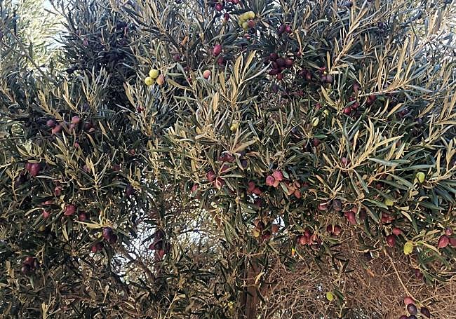 Olivo cargado de aceitunas.