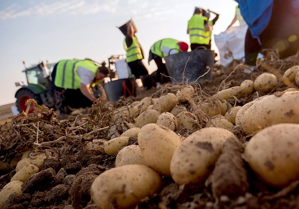 Recogida de papas en Canarias.