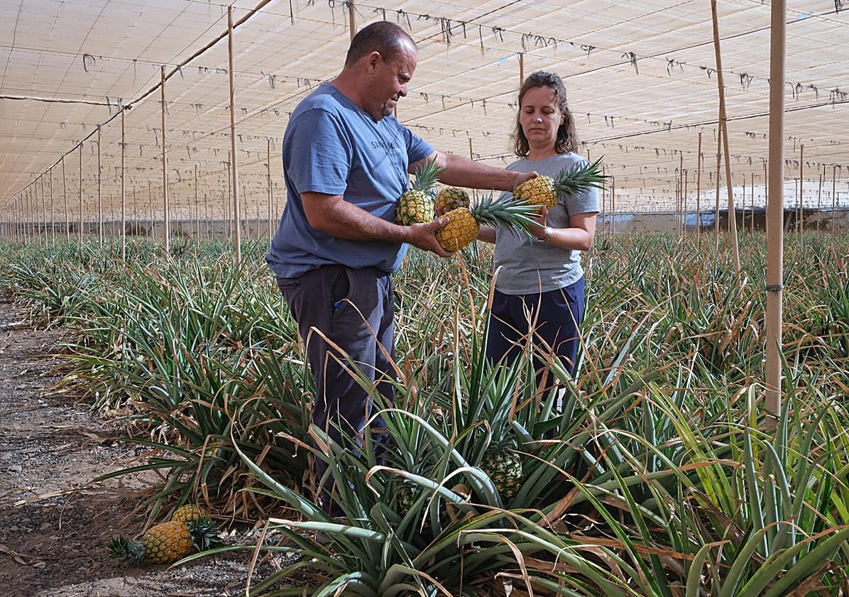Imagen principal - La plantación de piñas tropicales se divide entre dos invernaderos.