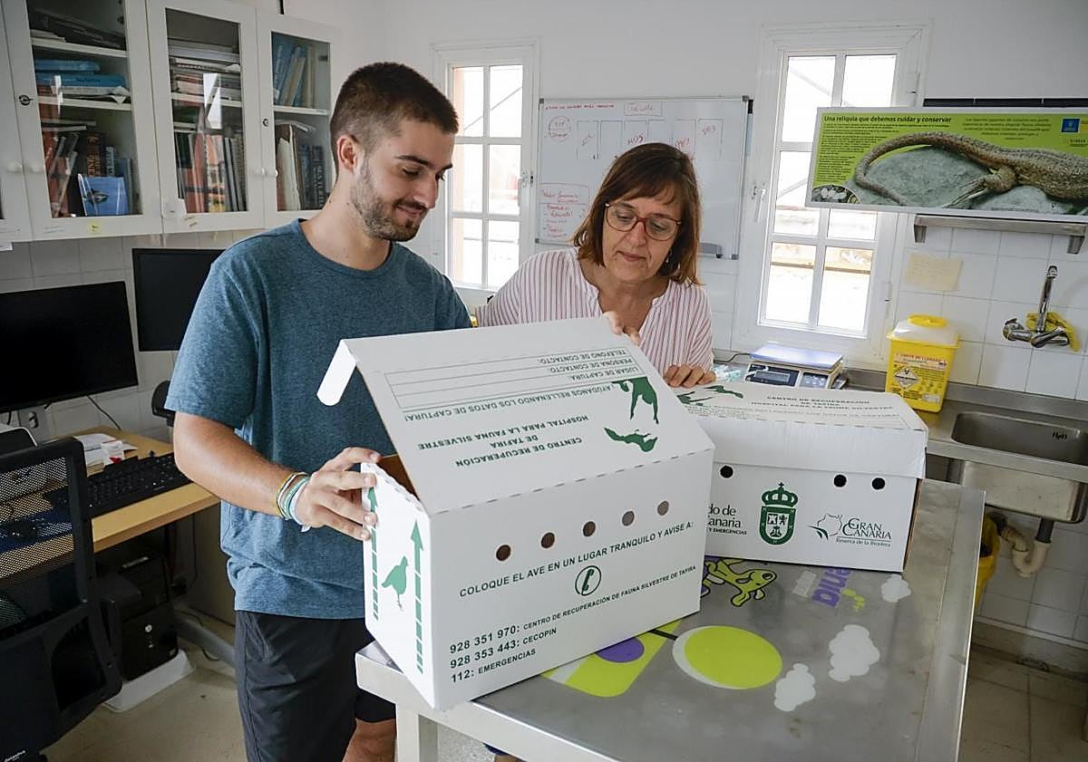 Imagen principal - Los voluntarios trabajan de noche, rescatan las aves caídas y, tras valorarlas, son puestas en libertad.