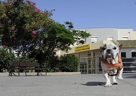 Los perros canarios hasta ahora han estado libres de sufrir leishmaniosis.