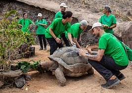 Las alumnas y los alumnos del primer campamento internacional cepillan a una tortuga.