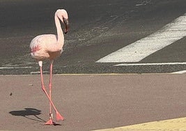 El ejemplar se paseó tan tranquilo entre los coches de la avenida marítima de Puerto del Rosario.