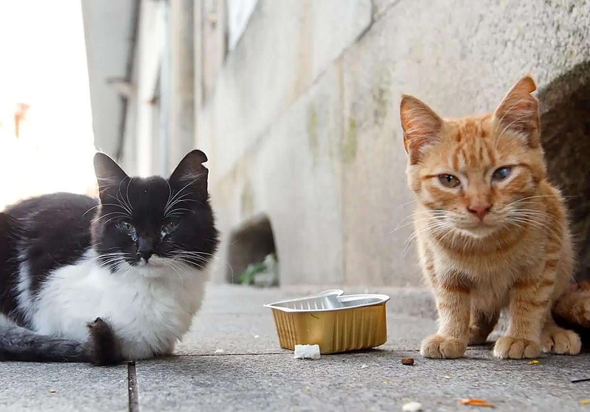 Imagen de archivo de gatos sin dueños.