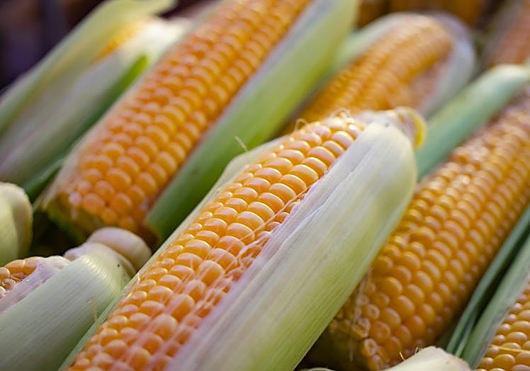 Mazorca de millo.